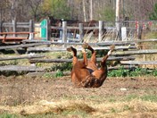 Loree Forest 142.JPG