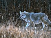 Elk Island Coyote