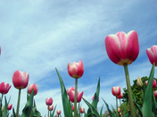 Botanical garden in Niagara-on-the-Lake