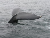 Humpback Whale Tail