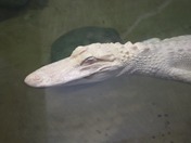 Albino alligator