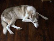 SHAMUS SIBERIAN HUSKY