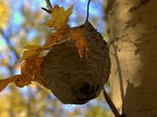 VACANT NEST IN LATE FALL