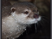 otter