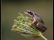 frog on flower