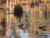 Beaver Pond in Fall (with swimming beaver)