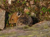 Pica (Ochotona princeps)