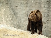 Bear, Assiniboine Zoo