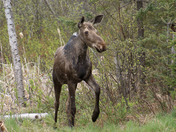 Algonquin Cow Moose