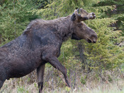 Algonquin Bull Moose