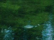 underwater swimmer.jpg