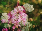 double exposure(flowers).jpg