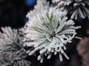 hoar frost beauty