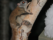 Flying Squirrel 2 r.jpg