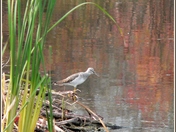 Lesser Yellow-Legs .jpg