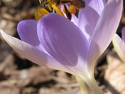 Gardens 2010 012.jpg