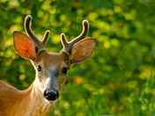 White-tailed deer - Frontenac 