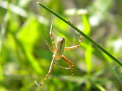 Spider on strip of grass