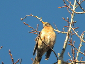 american Robin showing off