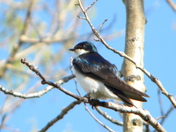 tree Swallow sitting in tree