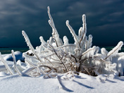 Harbour Ice