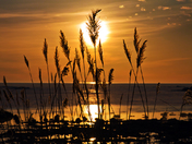 Common Reed Port Elgin.jpg