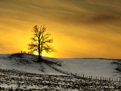 Tree on Hill at Sunset