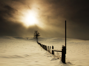 tree on hill with wire master2_edited-2.jpg