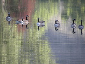Sunday stroll   (swim in the park)