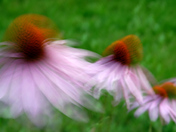 coneflower-impressions.jpg