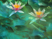Waterlillies.jpg