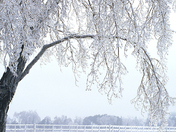 Experimental Farm.jpg