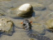 Water Snake eating a Catfish