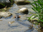 Water Snake eating a Catfish