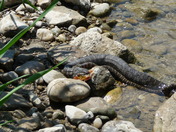 Water Snake eating a Catfish