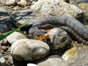 Water Snake eating a Catfish