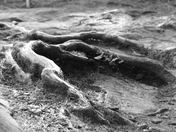 Surfacing Root, Black and White