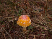 fall pictures of the maritimes 098.jpg