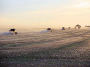 Harvest North of Indian Head