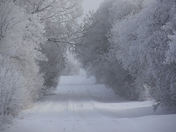 Hoar Frost - Shelterbelt Center - Indian Head