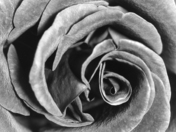 monochrome rose