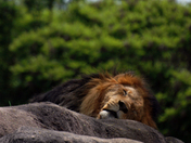 The Lion Sleeps Tonight