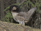 Ruffed Grouse - All Ruffled