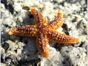 starfish.jpg
