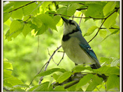 Blue Jay at Halifax Public Gardens
