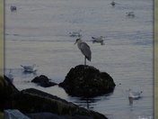 Blue Heron and other birds near Point Pleasant Park