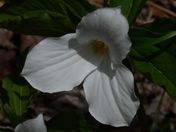 Trillium