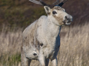Caribou on Fogo Island