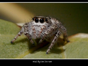 jumping spider