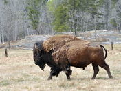 Bison